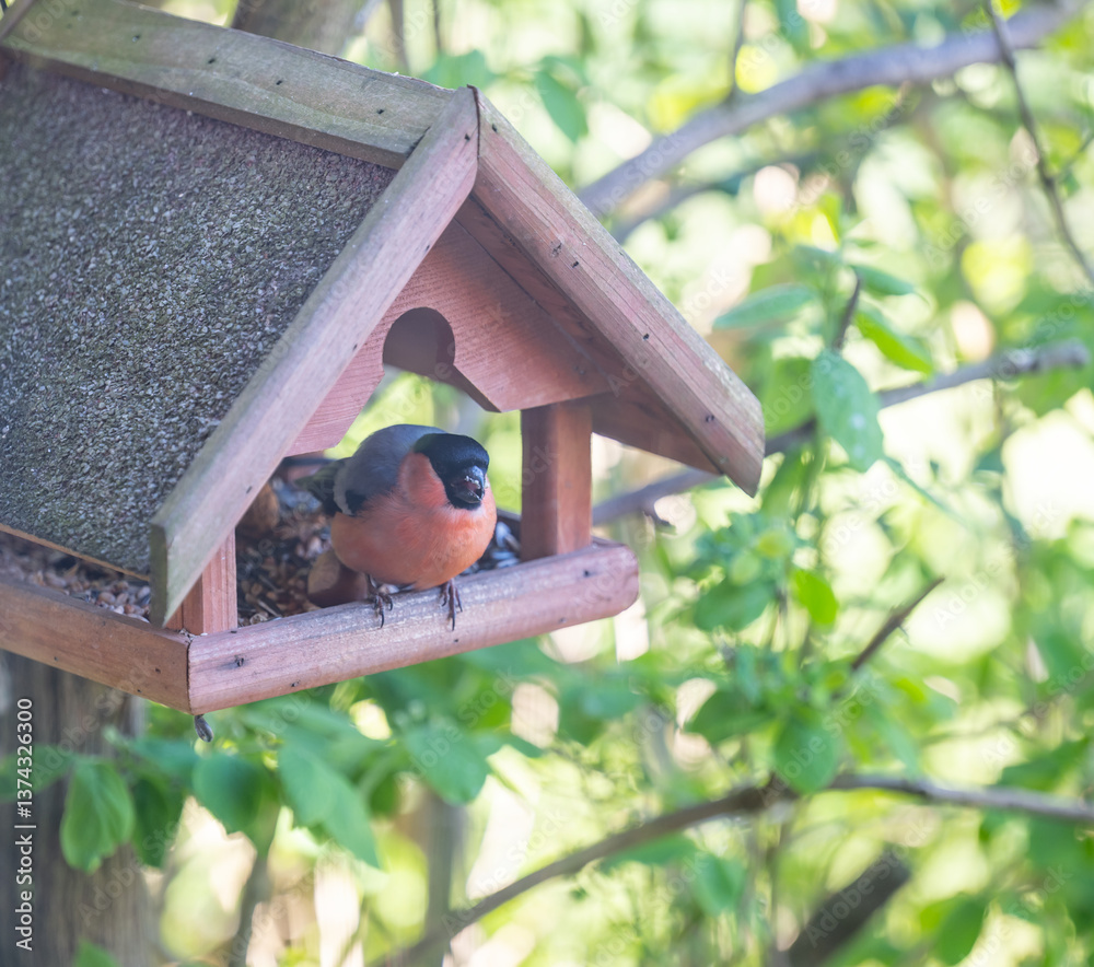 Gimpel sitzt in einem Vogelhaus und ernährt sich von Sonnenblumenkernen
