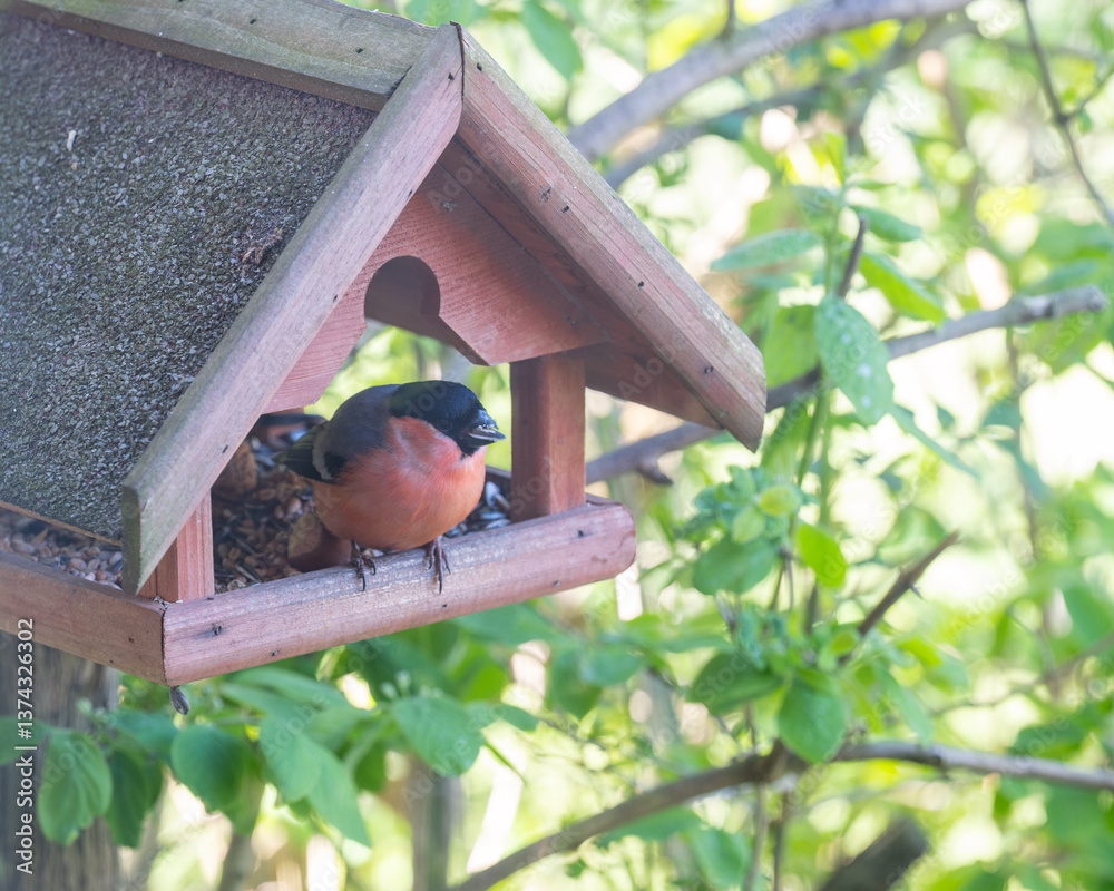 Gimpel sitzt in einem Vogelhaus und ernährt sich von Sonnenblumenkernen