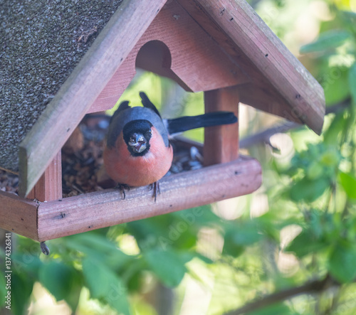 Gimpel sitzt in einem Vogelhaus und ernährt sich von Sonnenblumenkernen