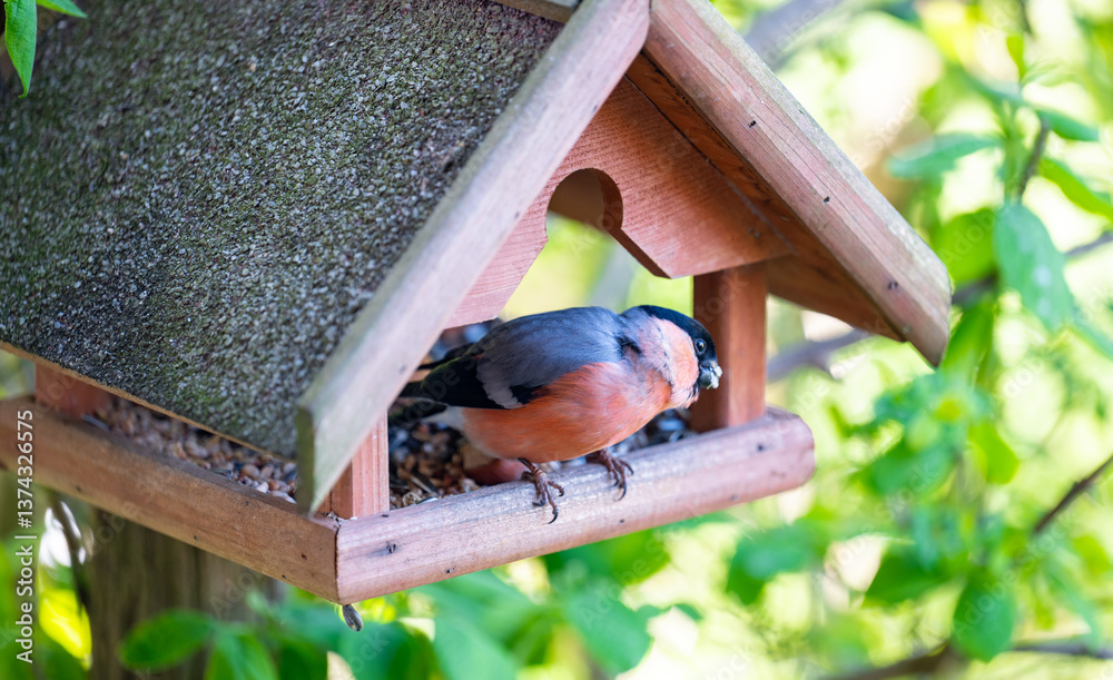 Gimpel sitzt in einem Vogelhaus und ernährt sich von Sonnenblumenkernen