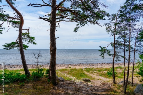 Fototapeta Naklejka Na Ścianę i Meble -  This landscape photo showcases the Baltic Sea s deep blue waters, framed by green pine trees and a clear sky. The scene evokes a sense of peace and tranquility, ideal for nature lovers.