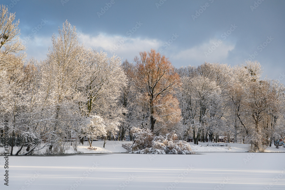 Snow-covered trees on the lake in South Park in Kaliningrad