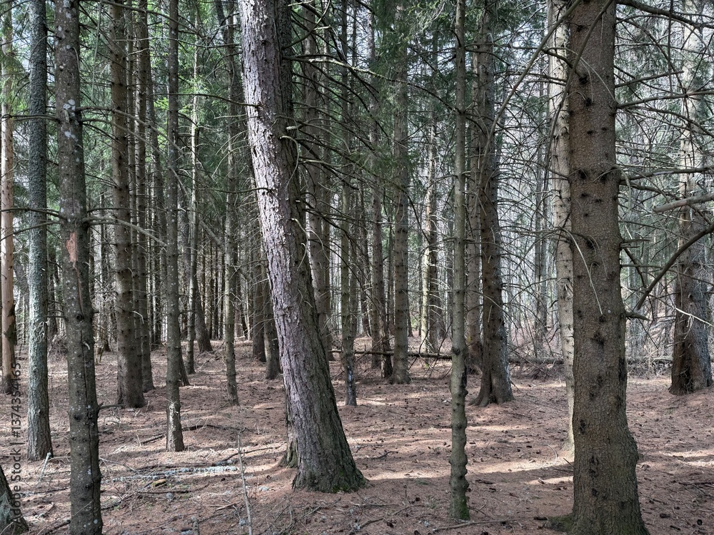 Serene Pine Forest in the Carpathian Mountains - Majestic Natural Beauty Serene Pine Forest in the Carpathian Mountains - Majestic Natural Beauty