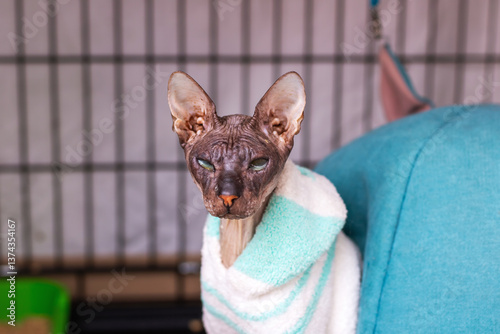 A cat, snugly wrapped in a towel, is gazing directly at the camera