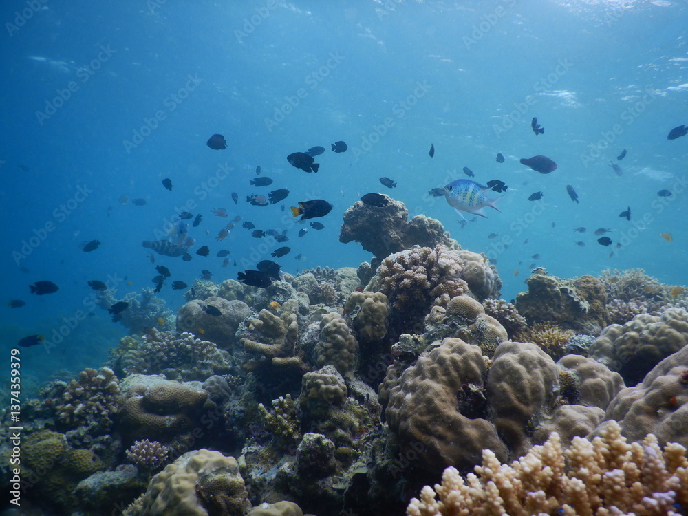 Fototapeta premium Amazing underwater view, the many fish swimming around the coral against the background of blue sea water.