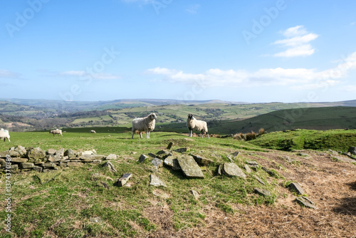 Valokuva two sheep in a field on the edge of moorland in England