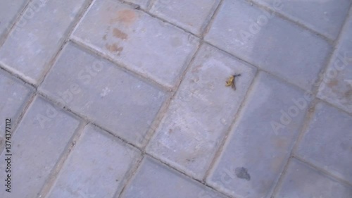 Big aunt dragging food larger than his size 