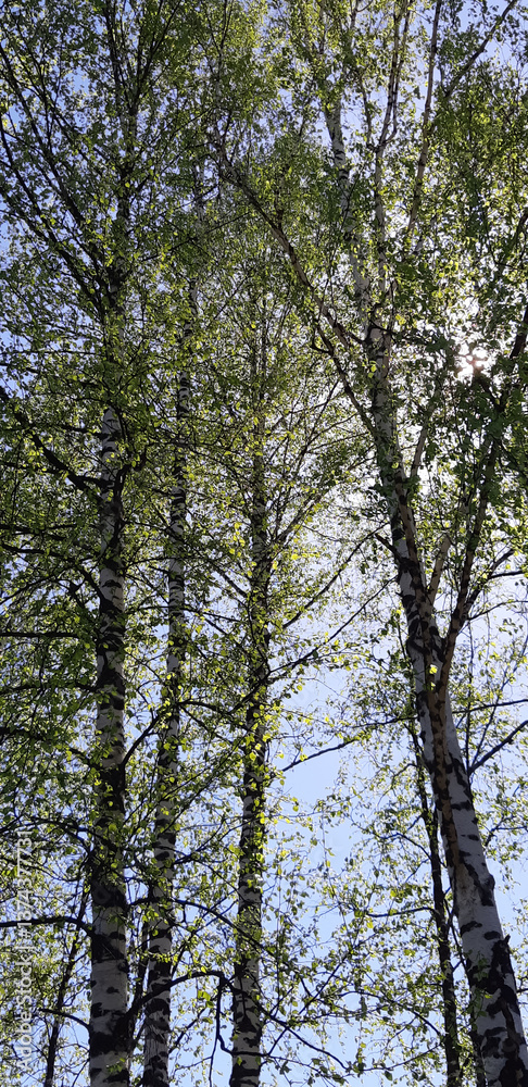 Obraz premium Sunlight filters through the vibrant green canopy of tall trees, capturing the essence of a peaceful day in the forest