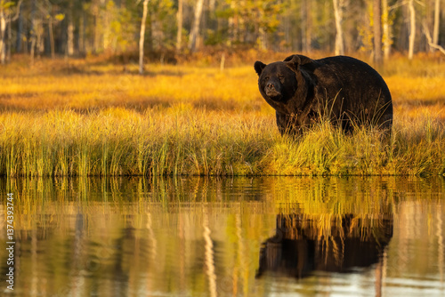 Brown bear (Ursus arctos). Bear cautiously emerges from tall grass near lake edge. Autumn forest glows behind the predator. Its curious posture mirrors in still golden waters.