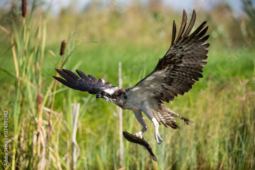 Osprey (Pandion haliaetus). Pandionidae ascending with large trout twisting below. Wetland edge filled with dense grass. Perfect catch frozen in sharp sunlight detail.