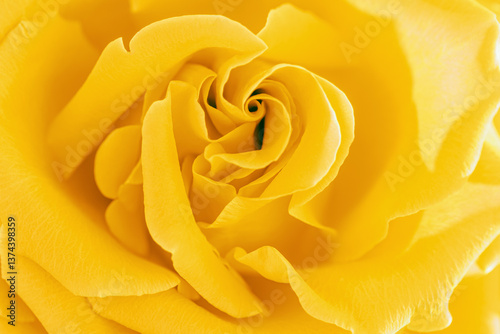 Closeup yellow rose flower with petals macro texture, above view beauty nature background, Natural flowery still life with optical blur, organic design visual trends, abstract nature backdrop