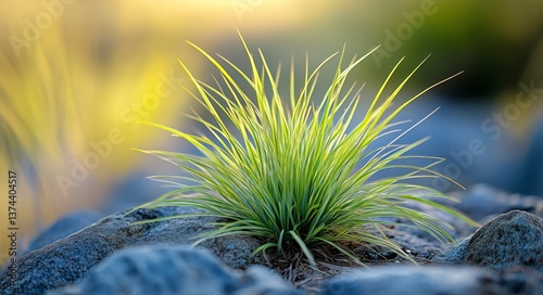 Green Grass Growing Between Smooth Rocks in a Natural Landscape During Daytime