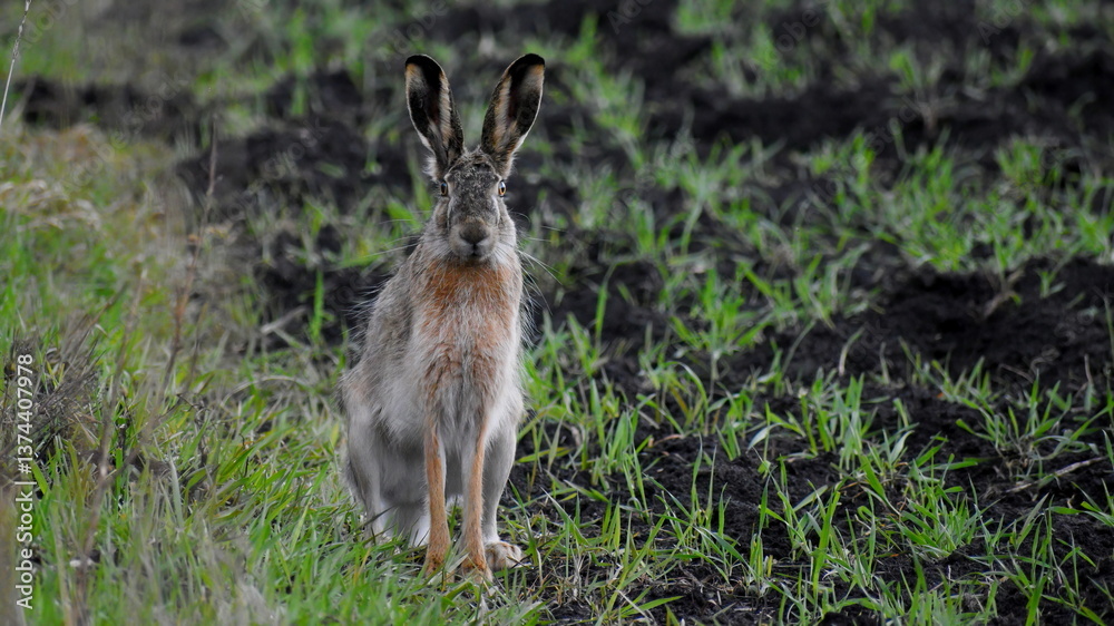 Fototapeta premium European hare sitting on grass in early spring in a field.