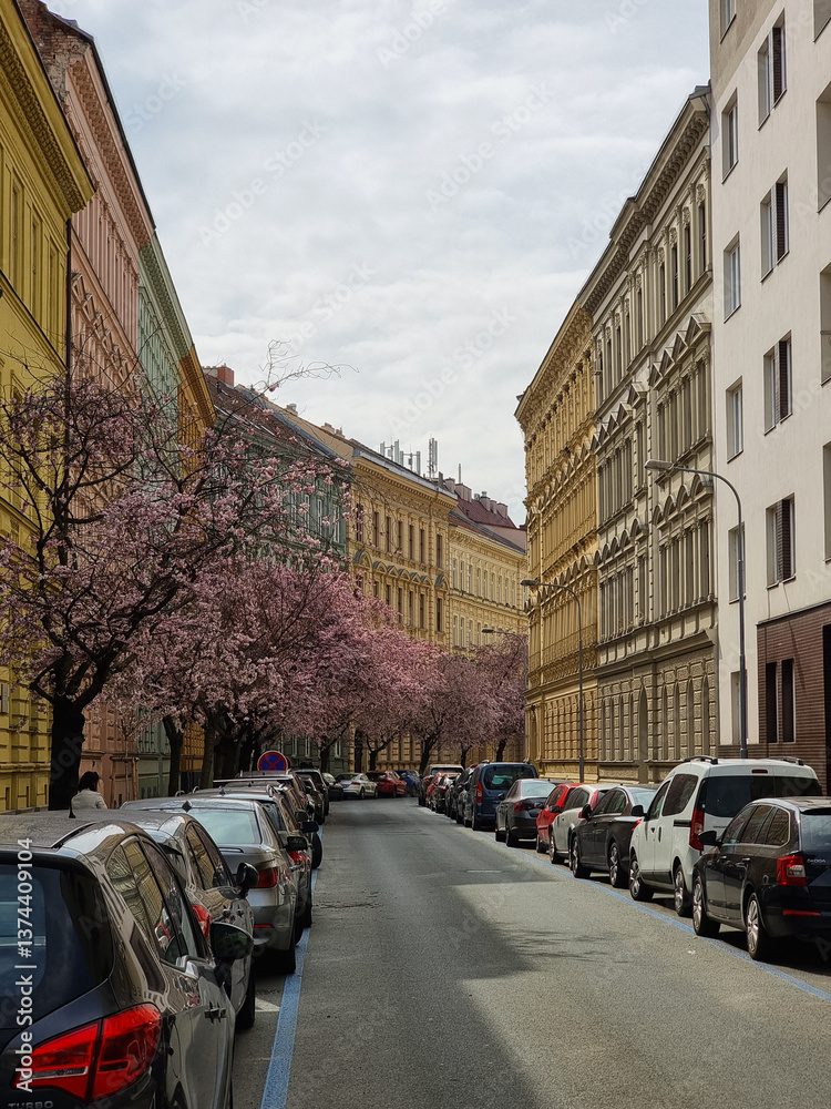 Fototapeta premium Spring streets on which the sakuri grows