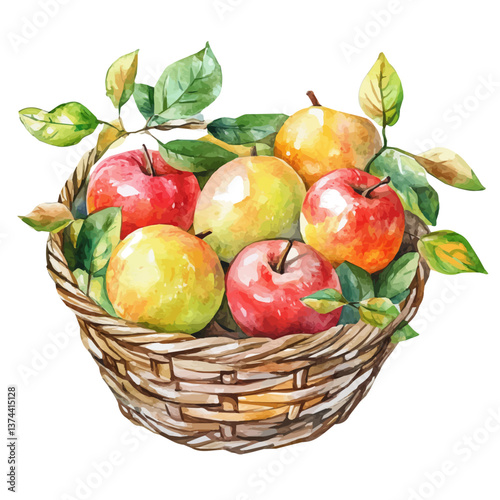 A watercolor of a miracle fruit basket, isolated on a white background. Miracle Fruit vector.

