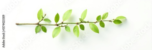 Single isolated willow branch on white background, clean, simplicity