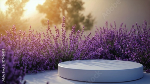 Lavender Field at Sunset With Round White Platform Surrounded by Blooming Lav...