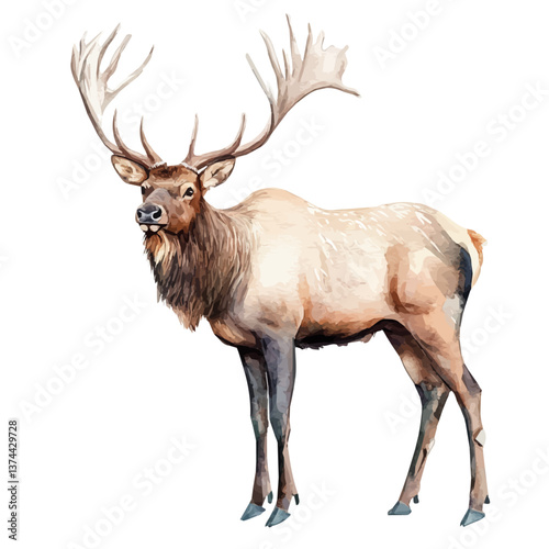 A watercolor of an elk, isolated on a white background. Elk vector.

