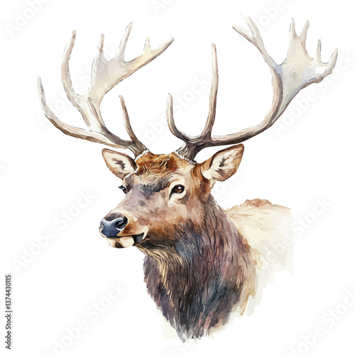 A watercolor of an elk, isolated on a white background. Elk vector.


