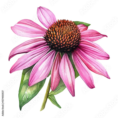 A watercolor of an echinacea flower, isolated on a white background. Echinacea vector.

