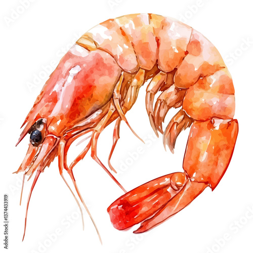 A watercolor of a shrimp, isolated on a white background. Shrimp vector.

