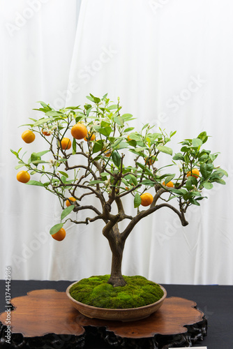 Bonsai tree at the spring Atlanta Botanical gardens show