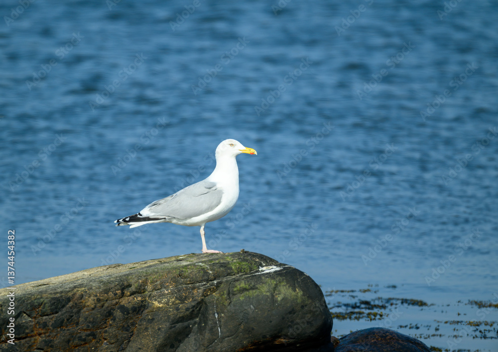 Obraz premium A solitary seagull stands on a rocky surface by the water's edge. The serene blue water reflects sunlight while the bird scans the surroundings for food