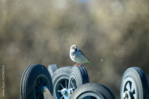 A small house sparrow bird stands on the wheels of a stroller, showcasing its feathers while enjoying a sunny day in the park. The background is softly blurred, highlighting the bird