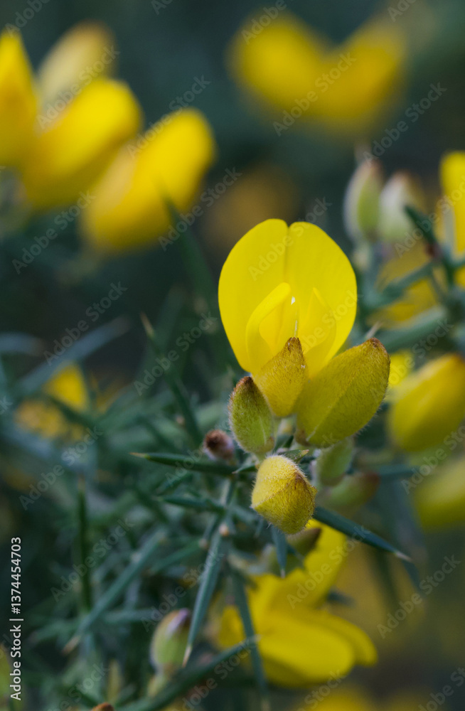 Beautiful close-up of ulex europaeus Beautiful close-up of ulex europaeus