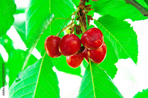 red sweet cherries on a green branch. the concept of growing cherries	
