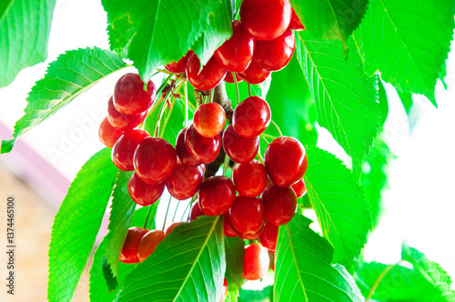 red sweet cherries on a green branch. the concept of growing cherries	
