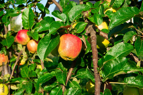 red ripe apples in the garden on a green branch. gardening concept	
