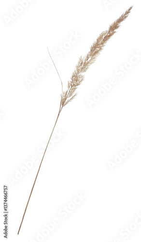Isolated Dried Grass Stem on Transparent PNG Background
