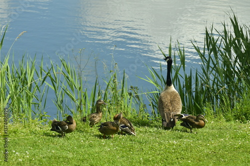 Canards et bernache du Canada au bord de l'eau au lac du domaine provincial De Gravers à Schendelbeke 