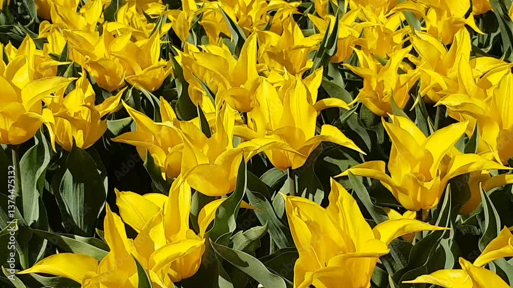 Tulipes...