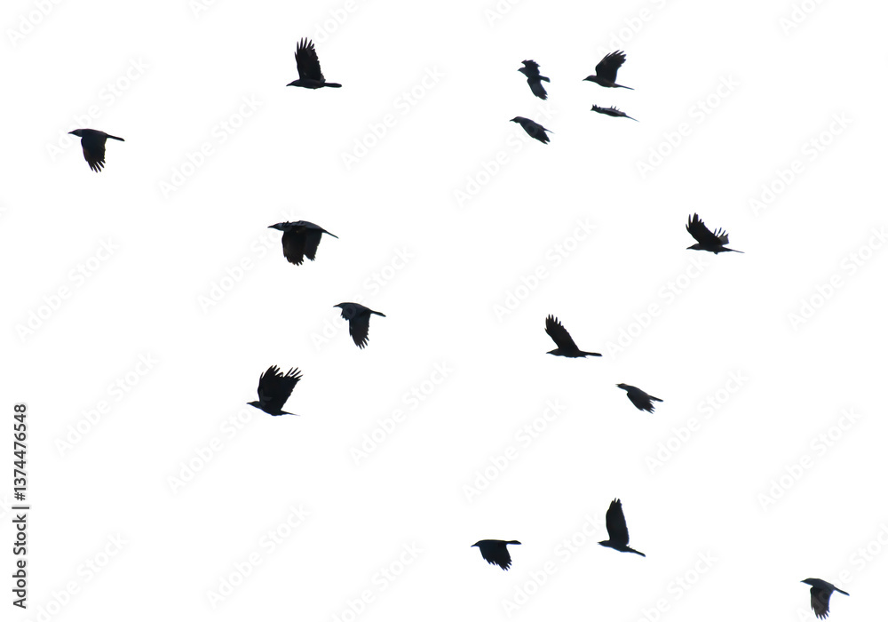 Obraz premium A flock of birds flying in the sky