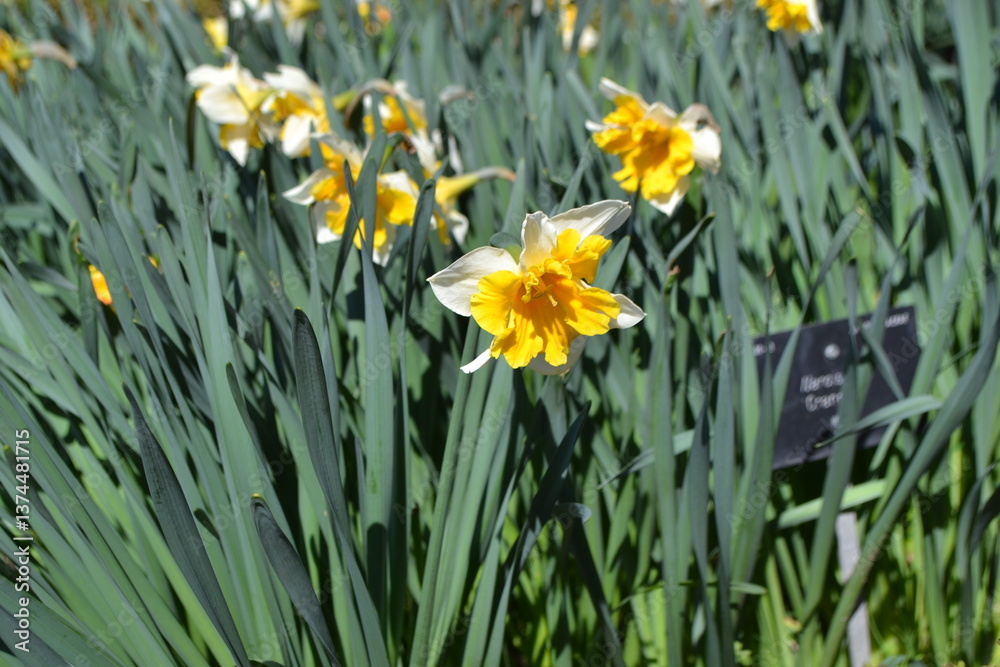 Fototapeta premium Vibrant daffodils in Madrid botanical garden. Yellow flowers and green leaves. Spring is coming