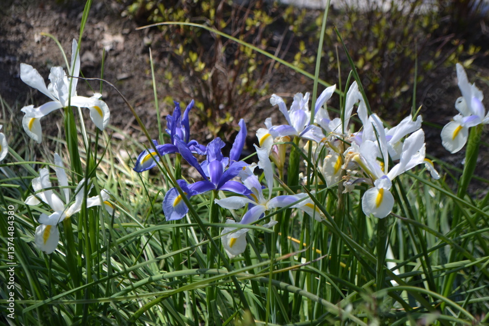 Obraz premium Vibrant flowers and lush greenery in madrid botanical garden. White and blue irises among green leaves. Spring flowers