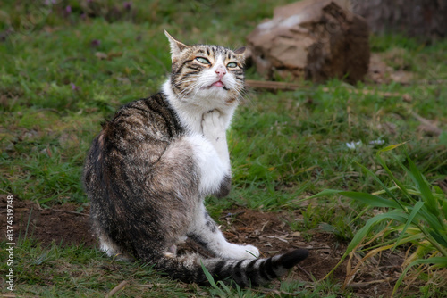 cat on the grass