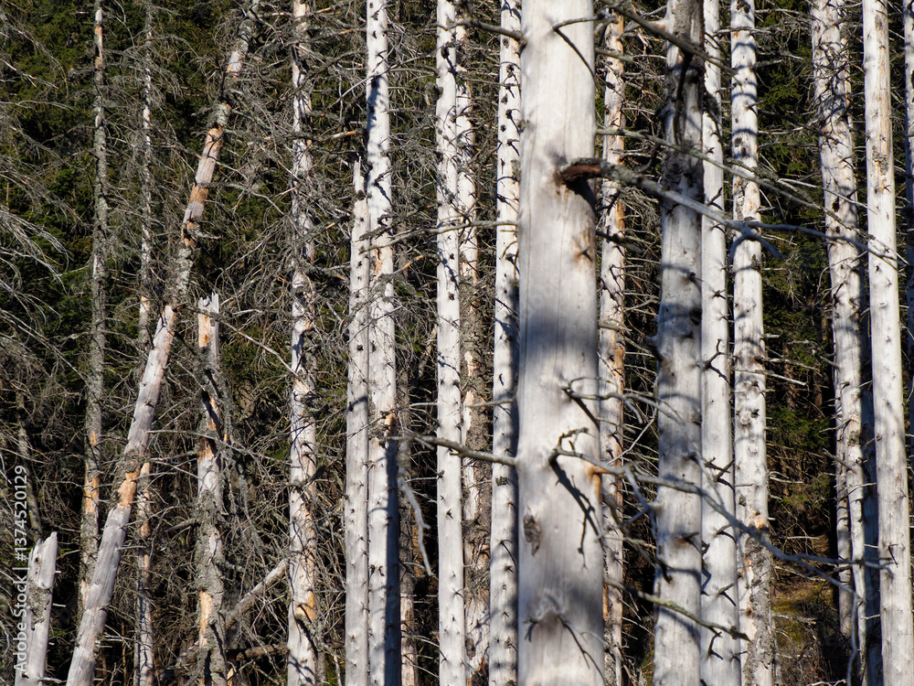 Obraz premium Sunlit Birch Forest Close-Up Showing Detailed White Bark Patterns and Forest Depth