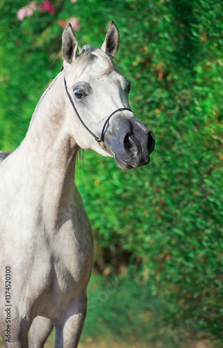 Obraz na płótnie portrait of purebred egyption arabian white mare at green bush background w salonie