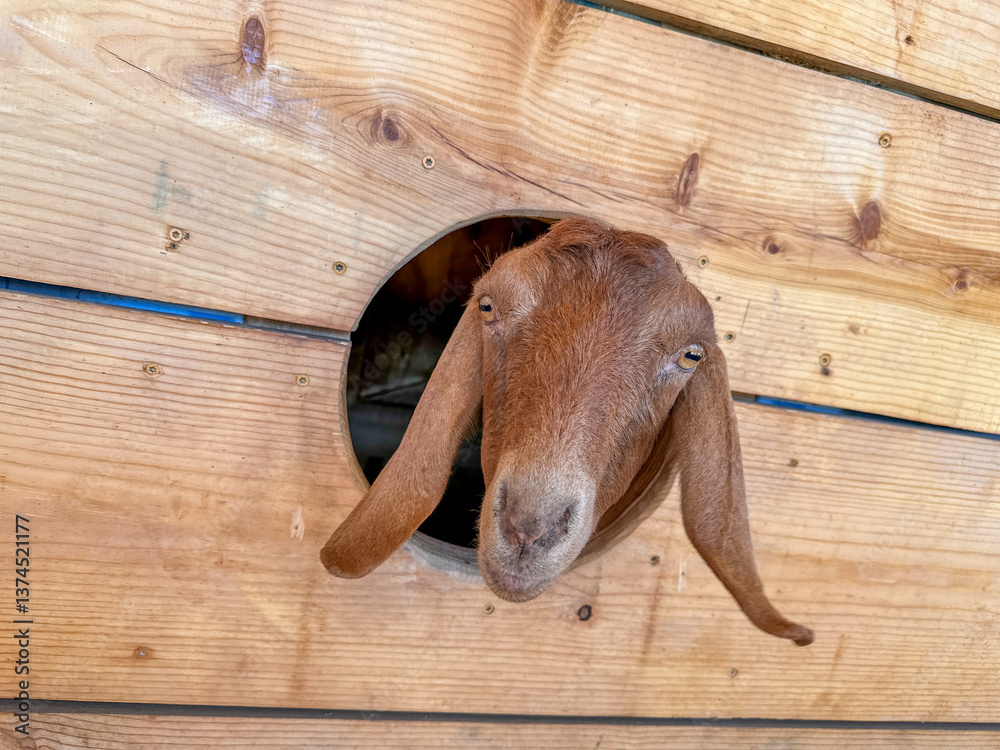 Dairy goats close-up, portrait of a goat with big ear ready for feeding. Children and pets. High quality photo