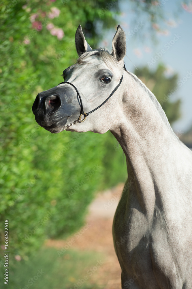 portrait of purebred egyption arabian white mare at green bush background