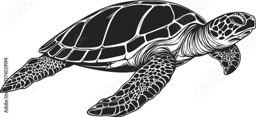 Sea turtle illustration with detailed shell