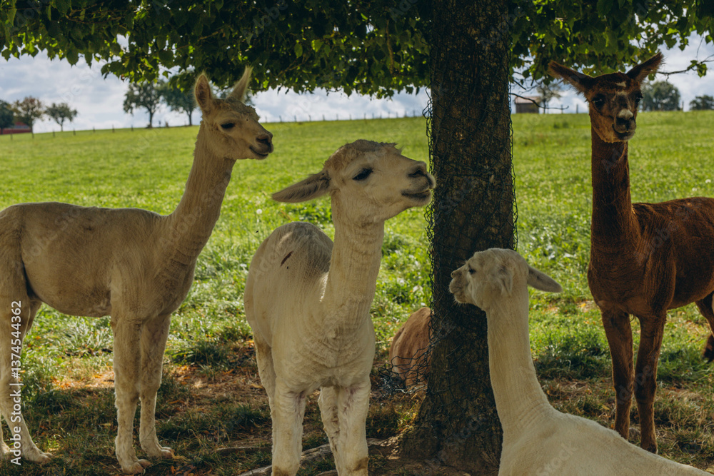Fototapeta premium Group of alpacas standing under tree,resting in the shade.Fluffy wool, animals in natur