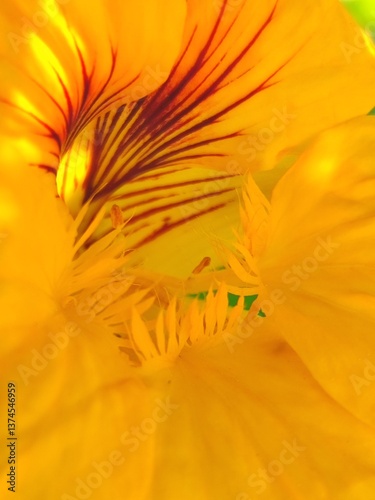 Tropaeolum majus. La capuchina. Taco de reina. Espuela de galán. Flor de la sangre. Pelón.