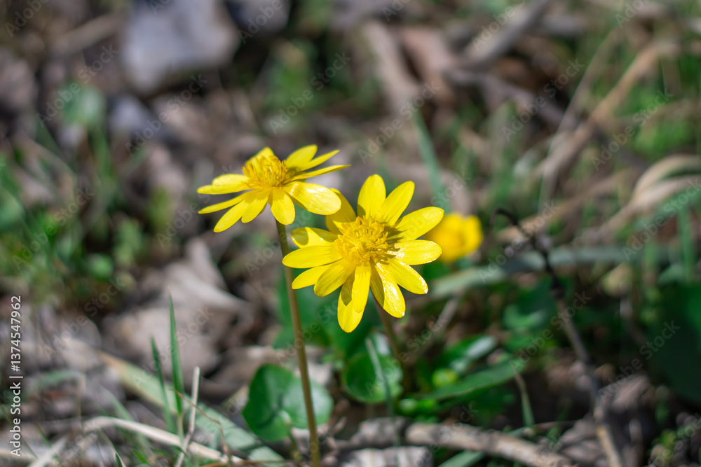 Yellow lesser celandine flowers bloom on glade in springtime. Small floret of ficaria verna is herbaceous plant growth on meadow. Spring buttercup ranunculus ficaria in wildlife. Wildflower early. Yellow lesser celandine flowers bloom on glade in springtime. Small floret of ficaria verna is herbaceous plant growth on meadow. Spring buttercup ranunculus ficaria in wildlife. Wildflower early.