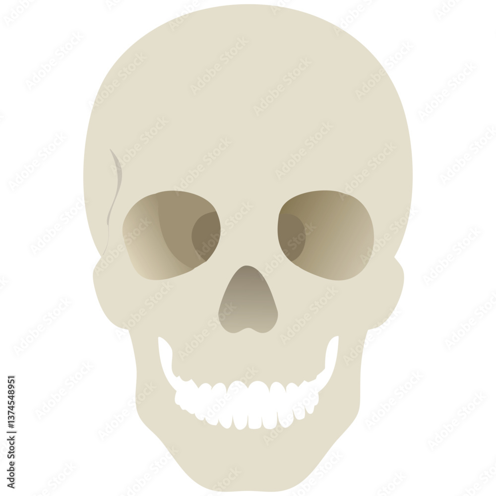 Vector human skull icon, skull clip art drawing isolated on white background Vector human skull icon, skull clip art drawing isolated on white background