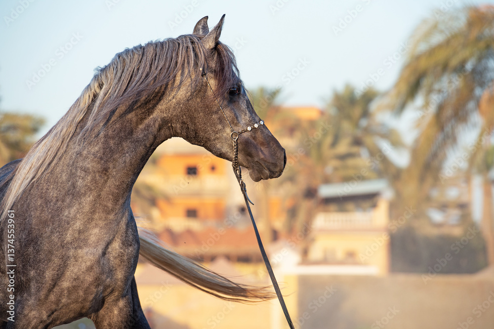 portrait of running gray purebred egyptian arabian stallion at evening against traditional egyptian background. Cairo. Egypt