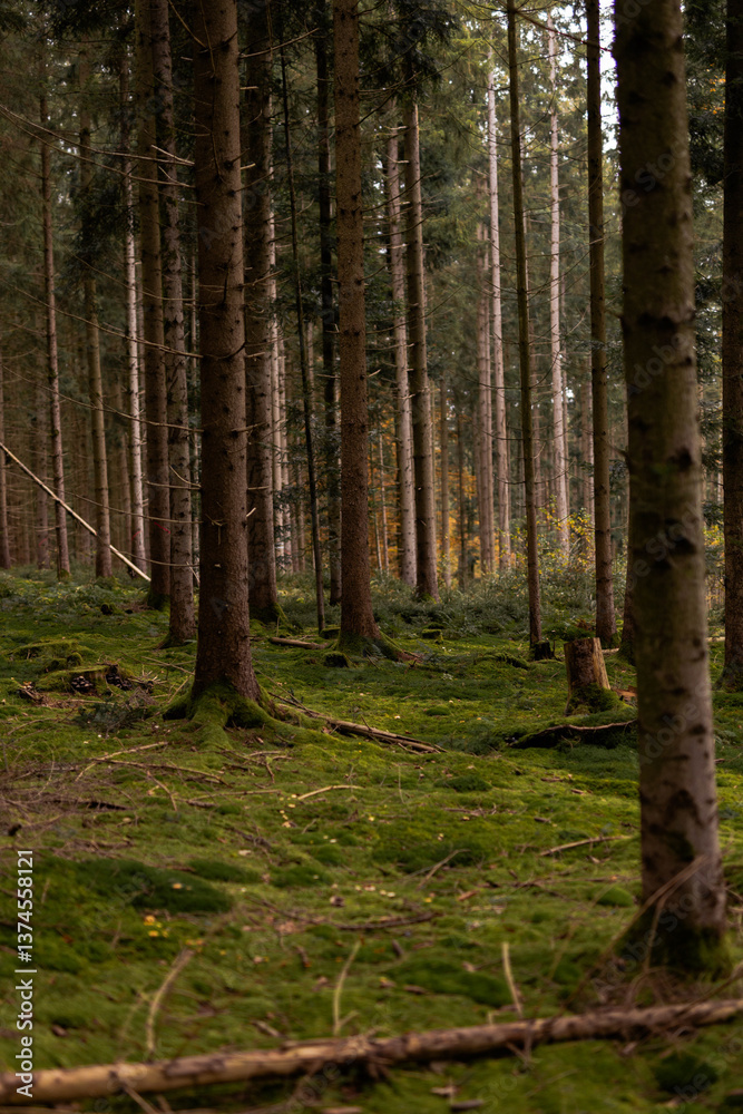 Forest background. Dark forrest nature view,Magic green mossy sunny forest with conifer trees. Forest background. Dark forrest nature view,Magic green mossy sunny forest with conifer trees.